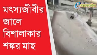 মৎস্যজীবীর জালে বিশালাকার শঙ্কর মাছ - Giant Shankar fish in fisherman's net