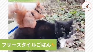 猫の背中で食事をとるリス🐿 2匹の妙な関係性が、ちょっとだけ面白くて…💕【PECO TV】