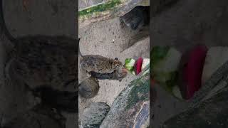 Degus seen eating vegetables / Degus beim Gemüse futtern gesehen