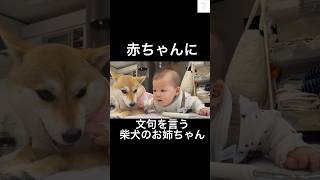 赤ちゃんに説教する柴犬が可愛すぎる😂　#柴犬　#犬　#赤ちゃん　#おもしろ #犬のいる暮らし