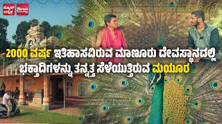 2000 ವರ್ಷ ಇತಿಹಾಸವಿರುವ ಮಾಣೂರು ದೇವಸ್ಥಾನದಲ್ಲಿ ಭಕ್ತಾದಿಗಳನ್ನು ತನ್ನತ್ತ ಸೆಳೆಯುತ್ತಿರುವ ಮಯೂರ | News Karnataka