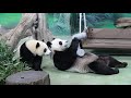 20211011 圓圓出脚擋圓寶 老娘玩罐妳別吵 午餐 giant panda yuan yuan u0026 yuan bao