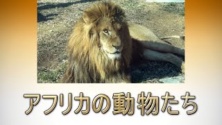 多摩動物公園 「アフリカの動物たち」  African Animals at Tama Zoo