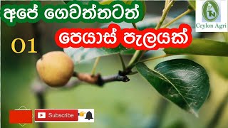 How To Grow Pears Plant At Home|පෙයාර්ස් වගාව|Ceylon Agri| Episode 38