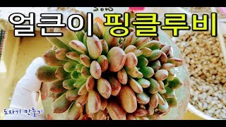 다육이 분갈이 *핑클루비*