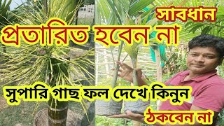 সাবধান প্রতারিত হবেন না সুপারি গাছের ফলন দেখে কিনুন ?