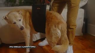 Dog Lift Harness for Back Legs