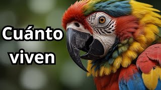 ¡Descubre Cuánto Vive una Guacamaya! Longevidad y Consejos para su Cuidado