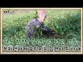 가을 한창! 주렁주렁 널린 고추~ 부지런하게 움직이는 습관이 든 아내 MBN 231015 방송