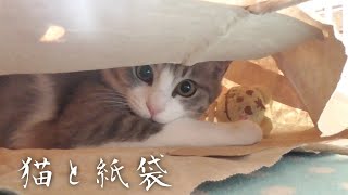 紙袋の中に入って遊ぶ子猫 Cat and paper bag