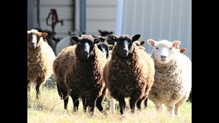 Shetland Sheep with guardian Llama at Sheepless Nights in Cameron, MO