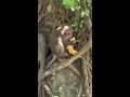 the monkey bursts into a banana