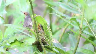 Ashy Tailorbird's nesting, parent feeding nestlings.