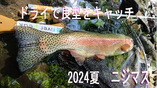 2024夏　小渓流で良型ニジマスをキャッチ