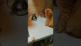 # funny cat see 👀 the 🥚egg🐱🐁#short #shorts #viralshort #funny