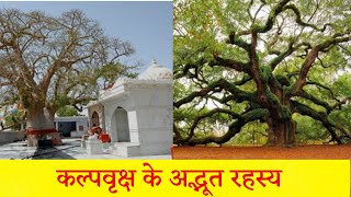 कल्पवृक्ष के अद्भूत रहस्य |   Kalpavriksh Tree Mystery | HindiPack