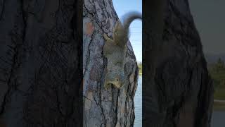 Squirrel wagging its tail.