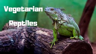 TOP 5 Vegetarian Reptiles | No Bugs, No Rodents, No Problem