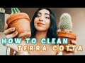 HOW TO CLEAN YOUR TERRA COTTA POTS | Plant Shopping and Potting/Repotting some cacti