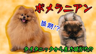 [犬 図鑑]ポメラニアン