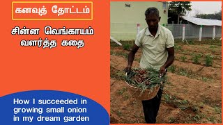 கனவுத் தோட்டம் – சின்ன வெங்காயம் வளர்த்த கதை | Tips for growing small onion in raised bed