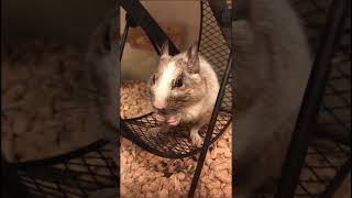 degu - octodon - Small Animals Family - Vo.50