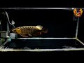 UPDATE ON HELIOS MY DARK BASE AROWANA FROM TRINITY GOLDEN AROWANA FARM(POND 15) #fishcartel #arowana