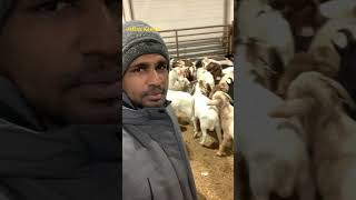 Goat farm in Canada