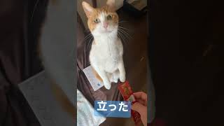 猫にマジック見せたら衝撃の結末 #short