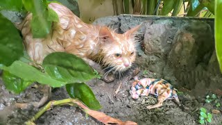 A mother cat is trying to keep her kittens dry beneath the sheltering leaves in heavy rain