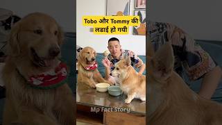 🐕Tobo और Tommy का जघडा - mini wood toy - woodworking art skill / hand crafts #shorts #pets