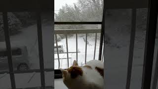 雪降る外を眺めてからジャンプで下りて走り出し母三毛猫に並ぶ白茶猫♀ #Shorts