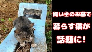 【感動】今は亡き飼い主のお墓で暮らし続ける猫がインドネシアで話題になっている！ チャンネル登録お願いします⇒https://goo.gl/gBgMXY