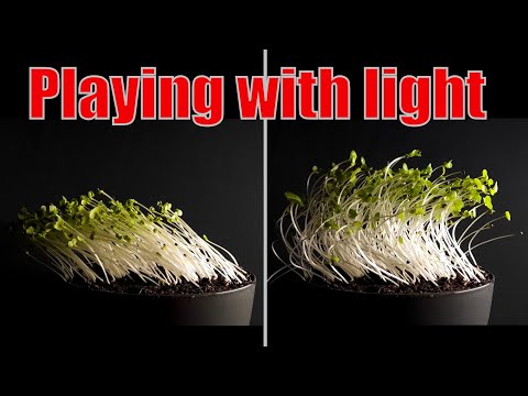 What happens to plants during the day?