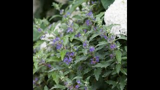 Propagating Caryopteris