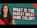 What is the rarest Great Dane color?