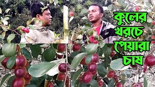 কুলের খরচে পেয়ারা চাষ, আয় হবে বারো মাস।কৃষি ভাই।