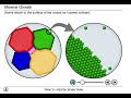 igneous crystal growth animation