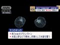 横浜の川が突然“真っ赤”に…しかも夜は光る！？　住民不安も原因判明か【スーパーjチャンネル】 2024年10月28日