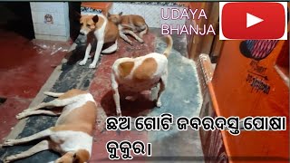 ଛଅ ଗୋଟି ଜବରଦସ୍ତ ପୋଷା କୁକୁର || UDAYA BHANJA.