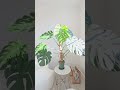 龟背竹新叶开背 延时 会跳舞耶monstera young leaf growth 30s time lapse. plant dancing💃 18 mon traderjoe’s plant