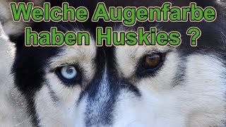 Warum haben Huskies zwei verschiedene Augenfarben? Hat ein \