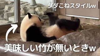 【楓浜 速報】斬新すぎる謎のアピール..😂今日も絶賛マイペースな末っ子パンダ🐼