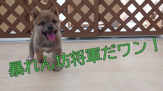 【豆柴】子犬　6/27　男の子♂1　摂州宝山荘　mameshiba dog Puppy （mame shiba inu)