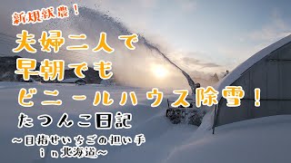 【新規就農】夫婦二人で早朝でもビニールハウス除雪！【田舎暮らし】たつんこ日記