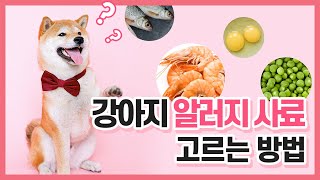 강아지 알러지 사료 고르는 방법