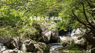 깊은숲속 계곡물소리-새소리,자연의 소리 검은화면 ,불면증 스트레스해소