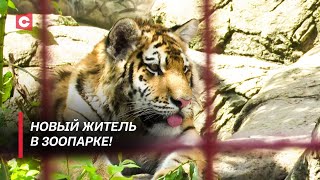 Амурский тигрёнок с минской пропиской! Как чувствует себя новый обитатель зоопарка?