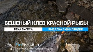 Бешеный клев кумжи в Финляндии! Супер рыбалка на реке Вуокса.