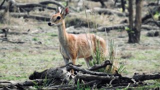 5 Fun Facts About The Four-Horned Antelope